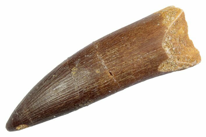 Fossil Plesiosaur (Zarafasaura) Tooth - Morocco #370252